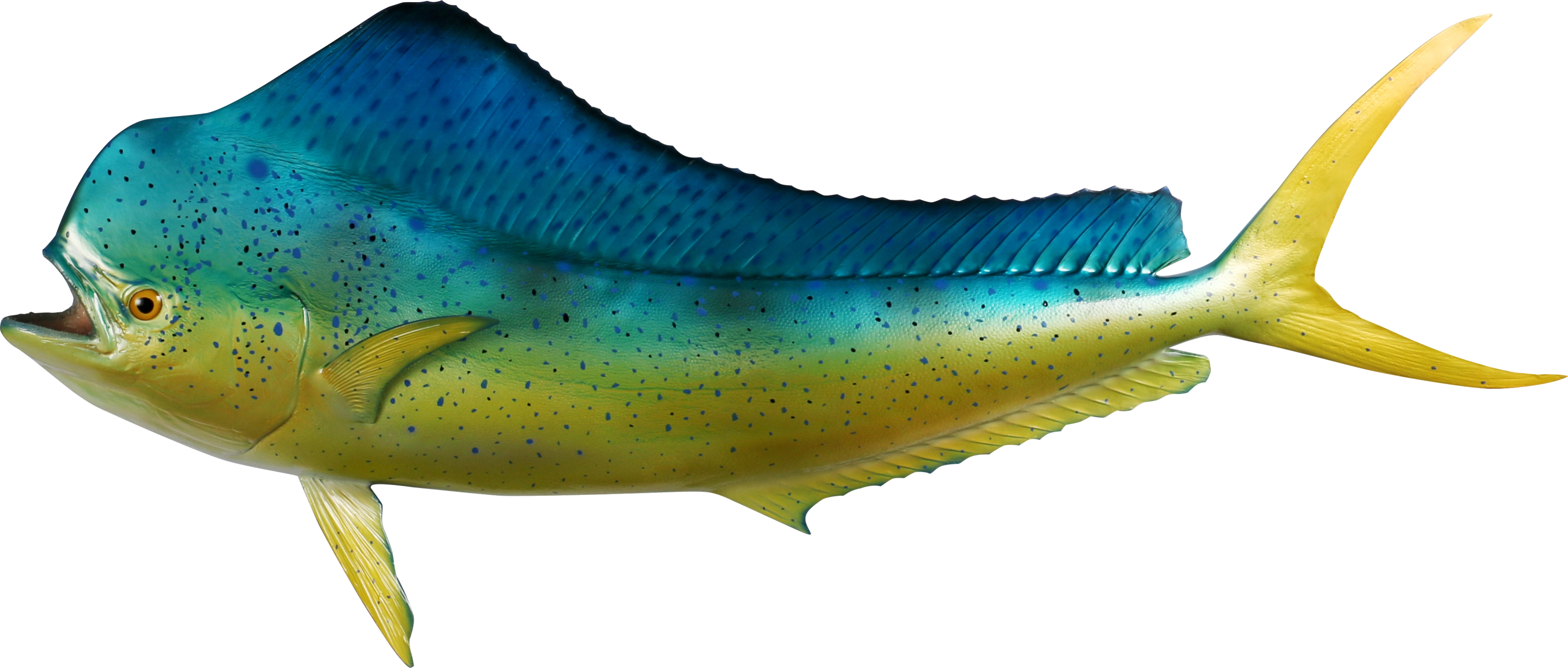 Mahi mahi dolphin fish mount