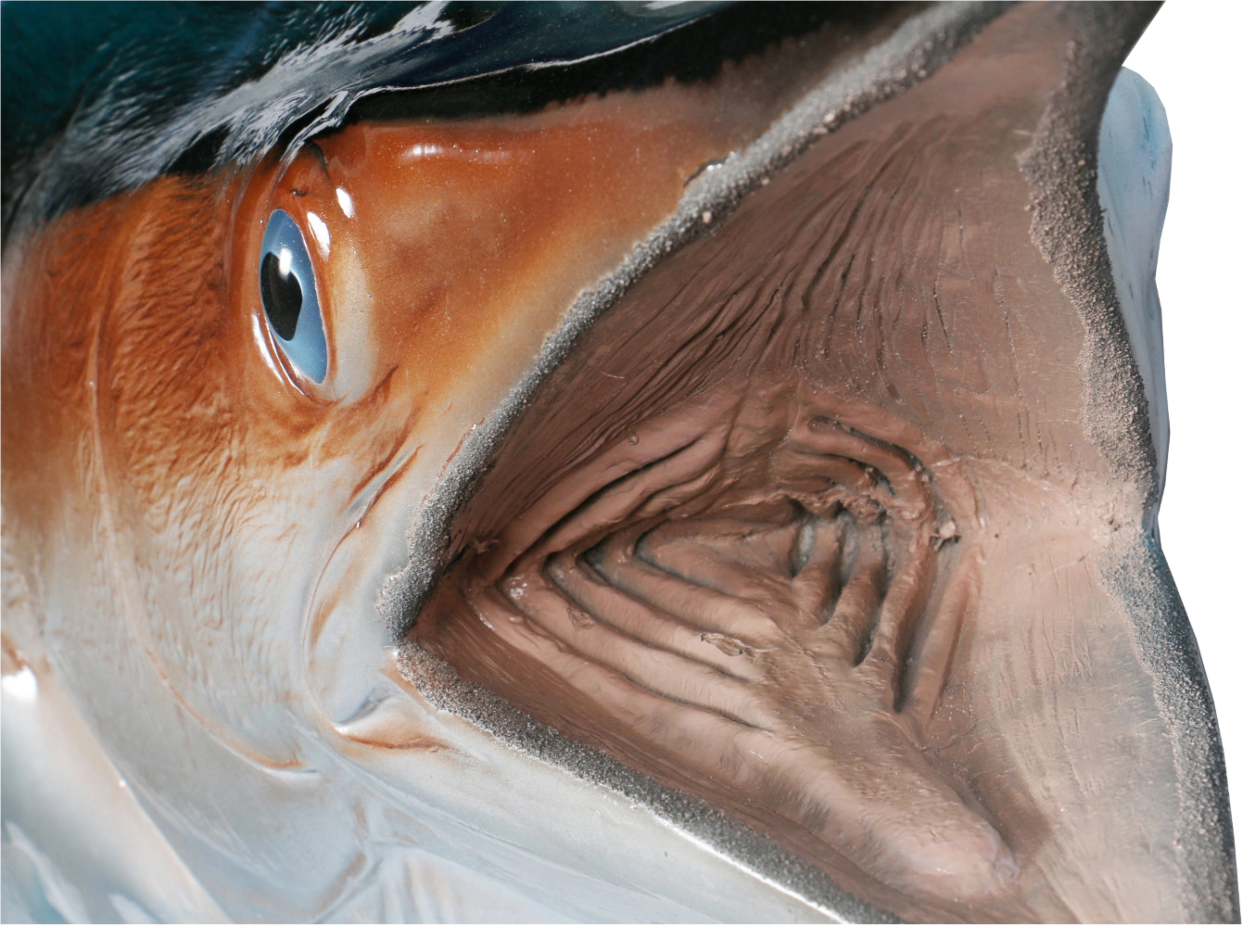 Blue marlin mount head detail
