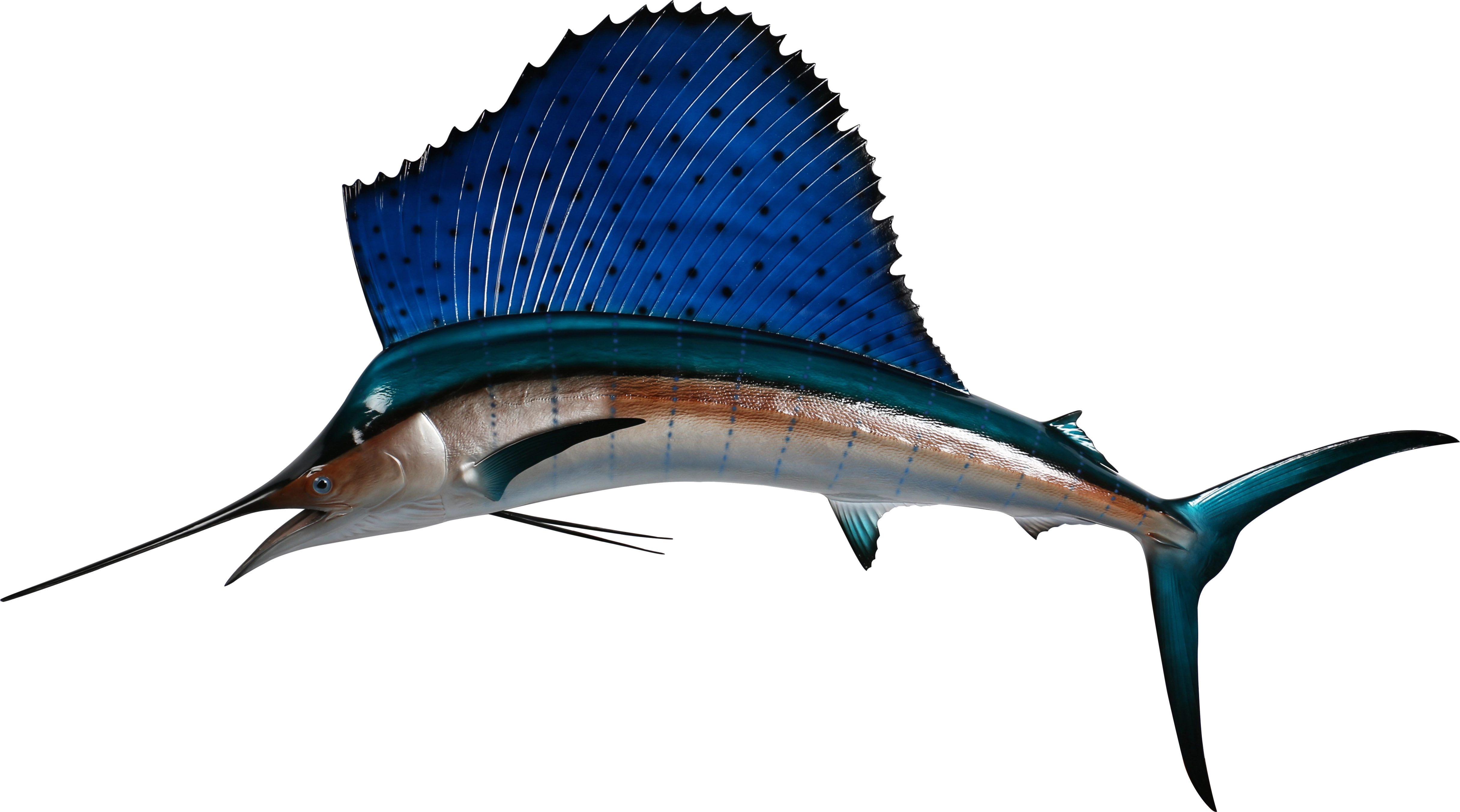Atlantic sailfish mount with raised sail