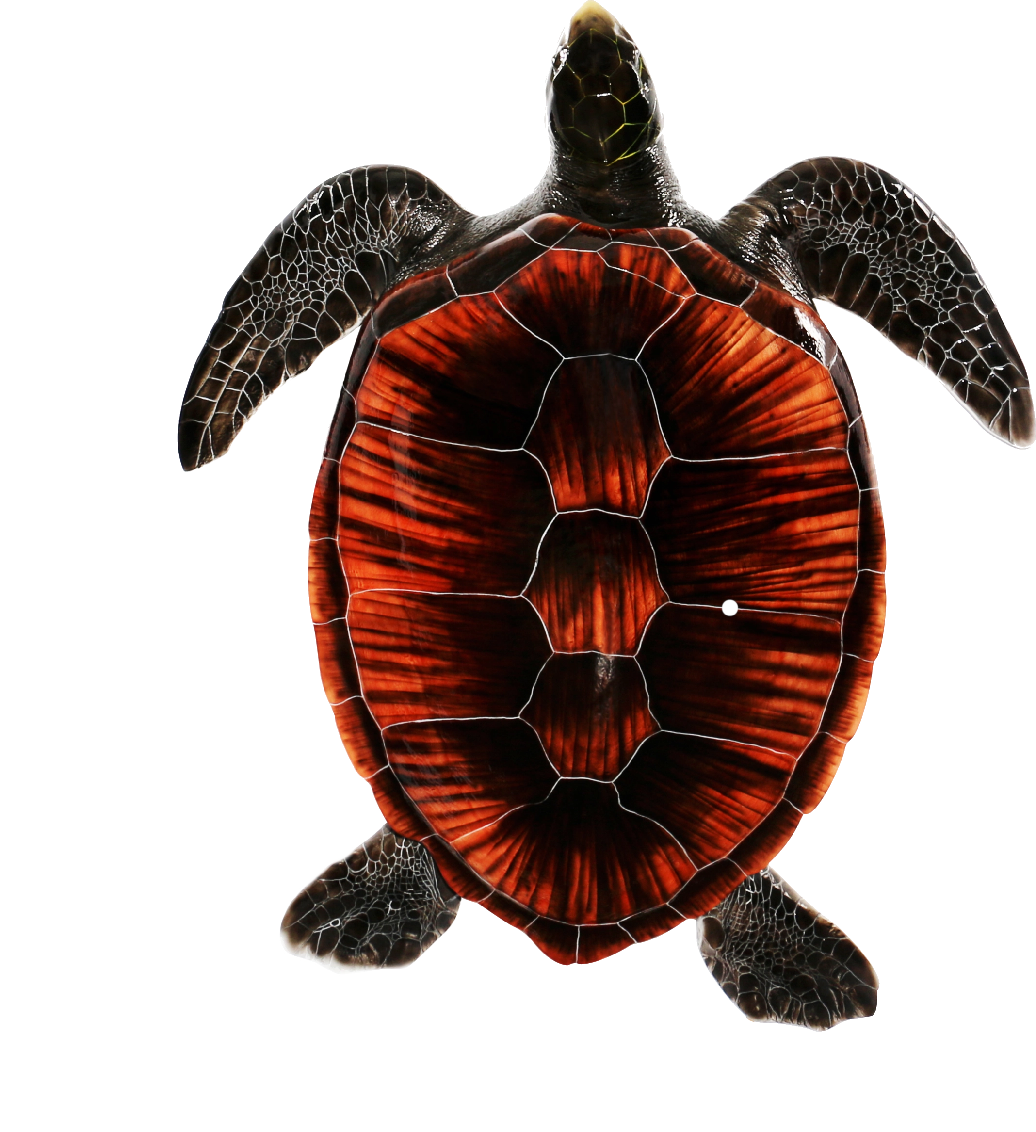 Loggerhead turtle replica